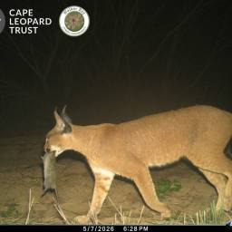Caracal ~ rooikat